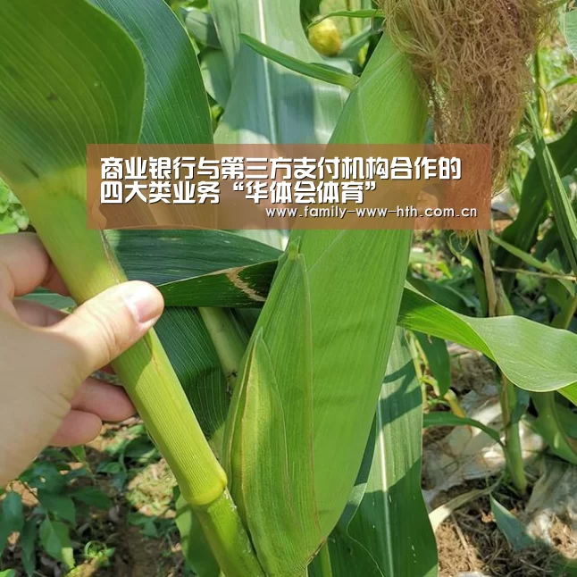 商业银行与第三方支付机构合作的四大类业务“华体会体育”