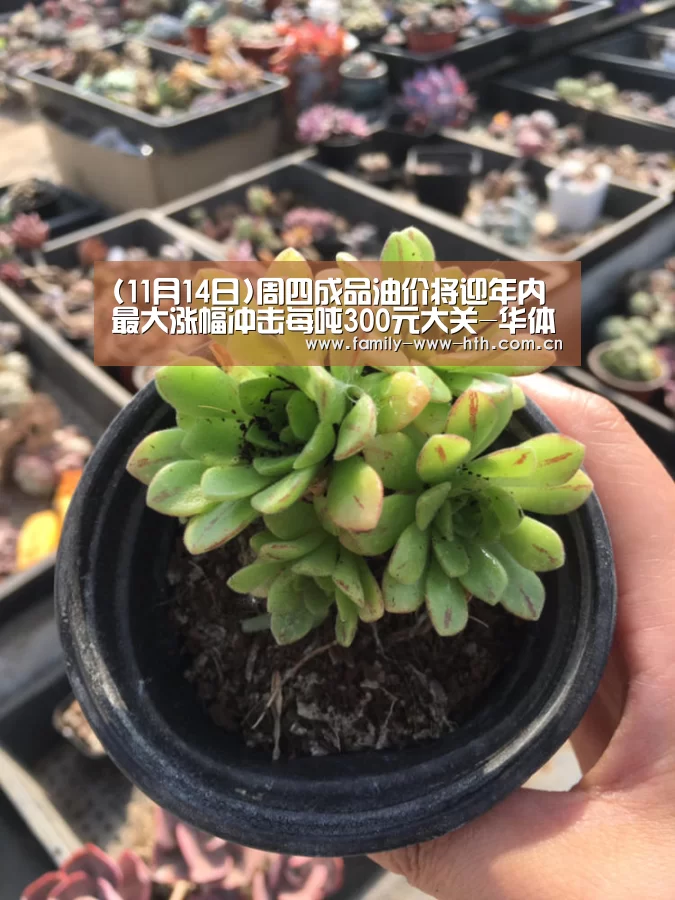 (11月14日)周四成品油价将迎年内最大涨幅冲击每吨300元大关-华体会体育(图1) 华体会体育
